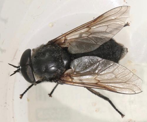 Réf. 323 089 : Dasyrhamphis ater